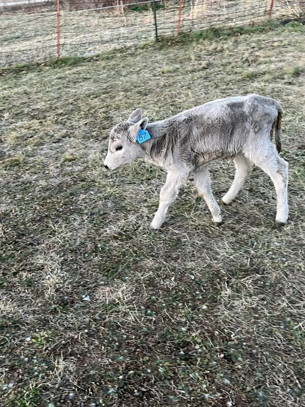 Heifer calf