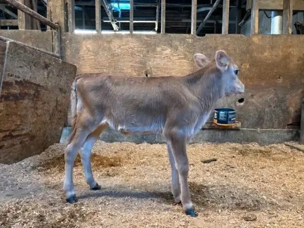 Jersey heifer calf