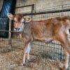 Jersey heifer calf