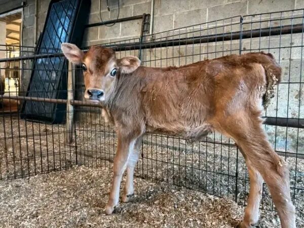 Jersey heifer calf