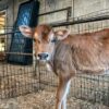 Jersey heifer calf
