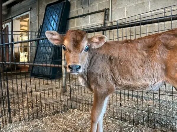 Jersey heifer calf